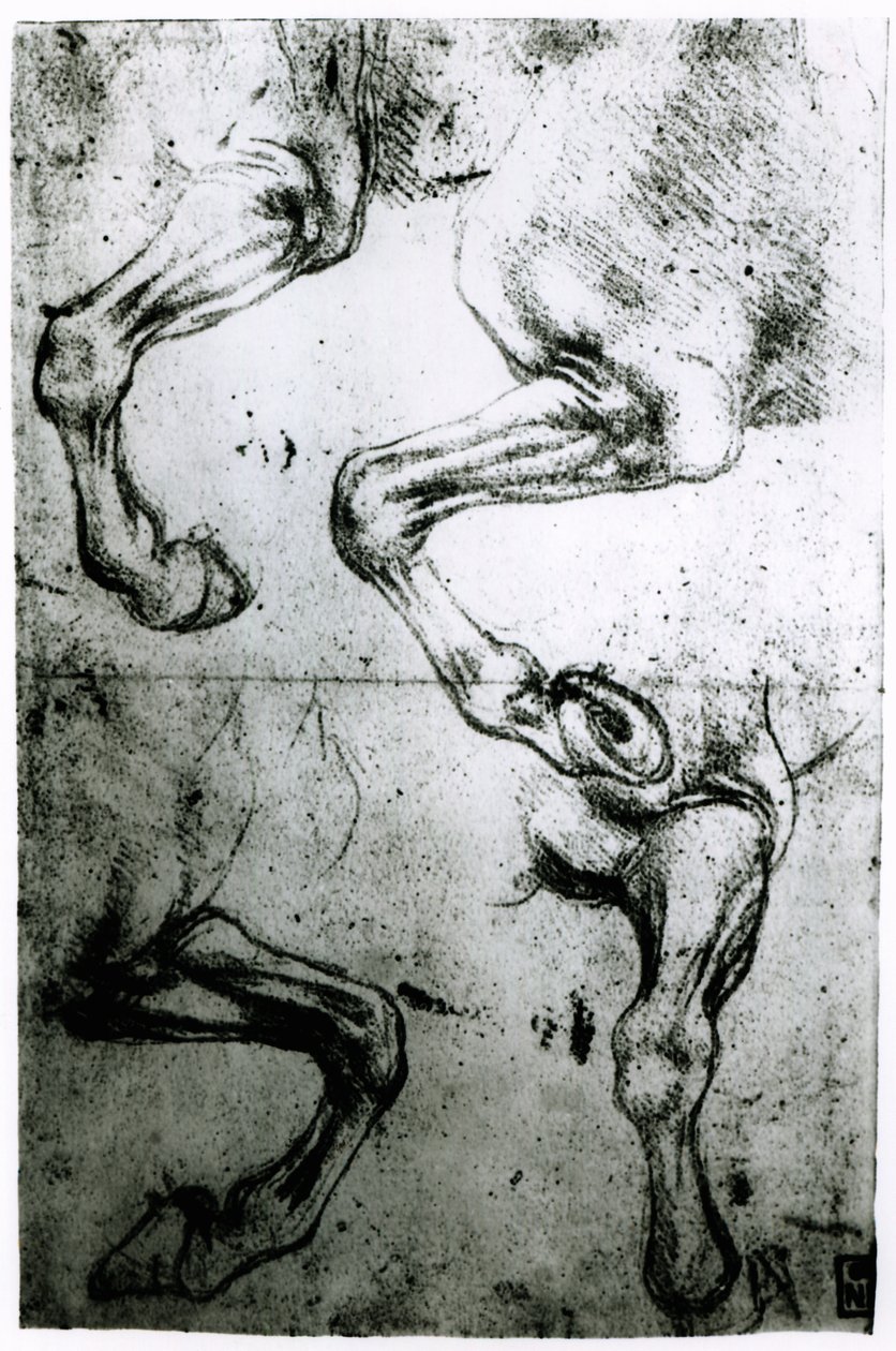 Studier af hestes ben (pen og blæk på papir) af Leonardo da Vinci