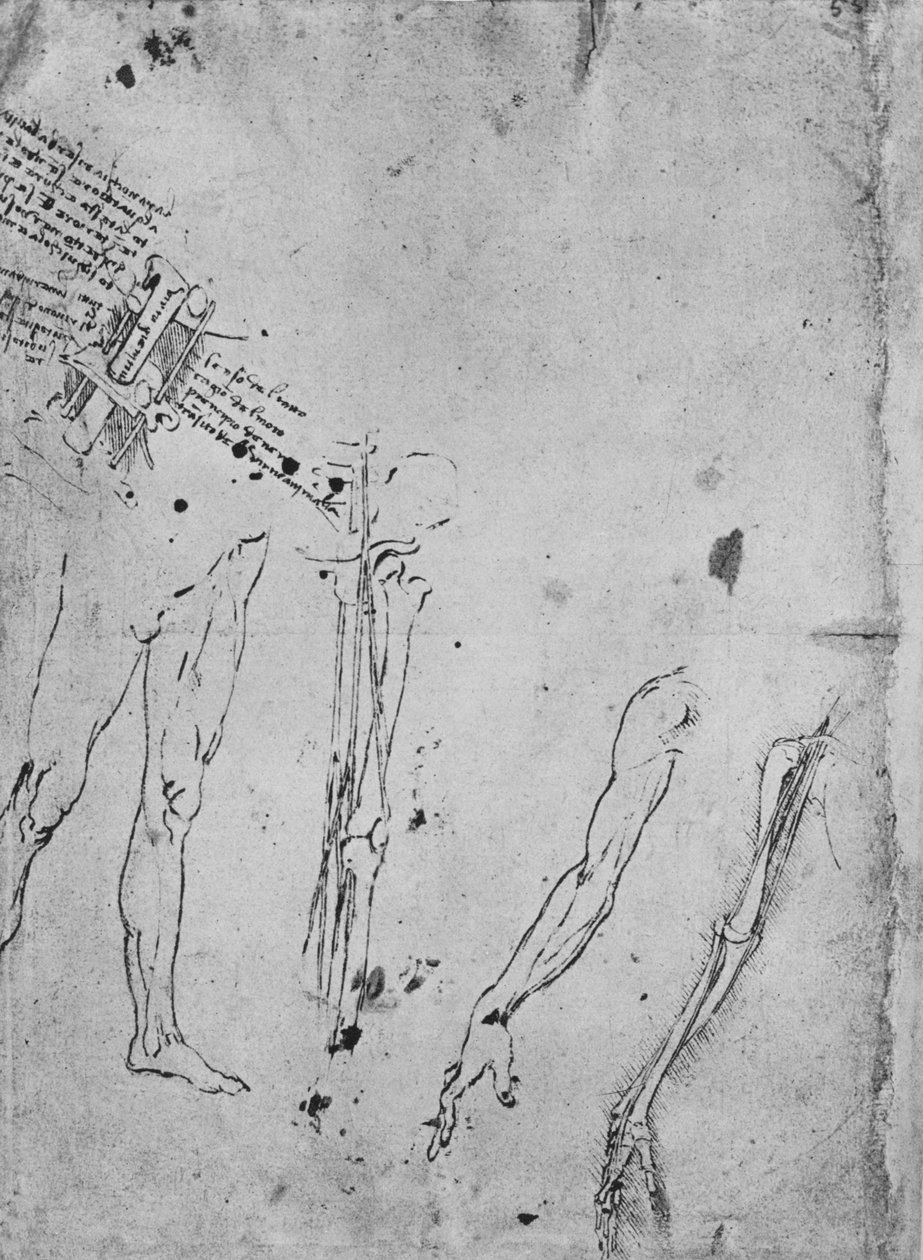 Undersøgelser af ben, af knogler og sener i et ben, af en arm og af knogler og sener i en A af Leonardo da Vinci