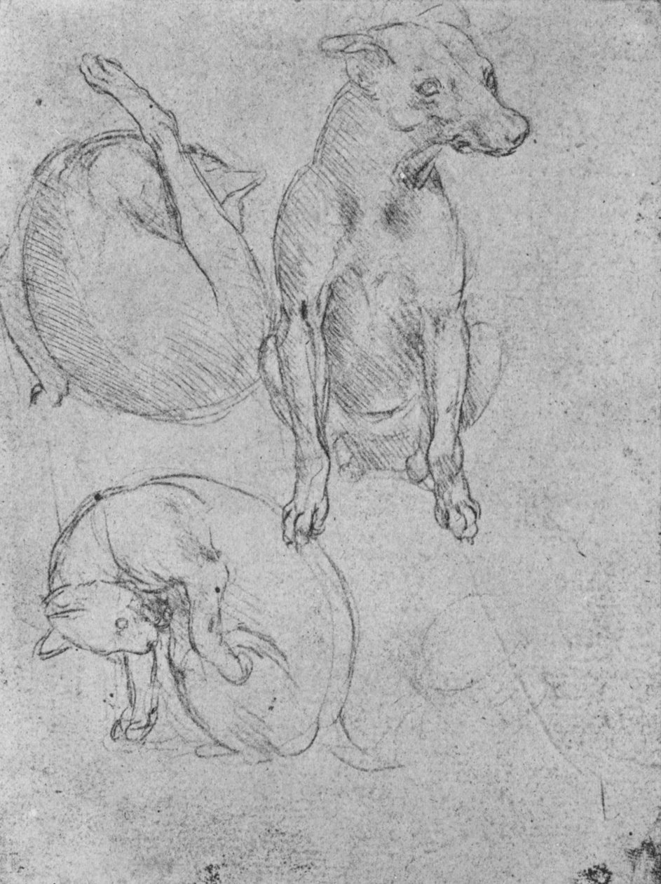 Studier af en hund og en kat, c1480 1945 af Leonardo da Vinci