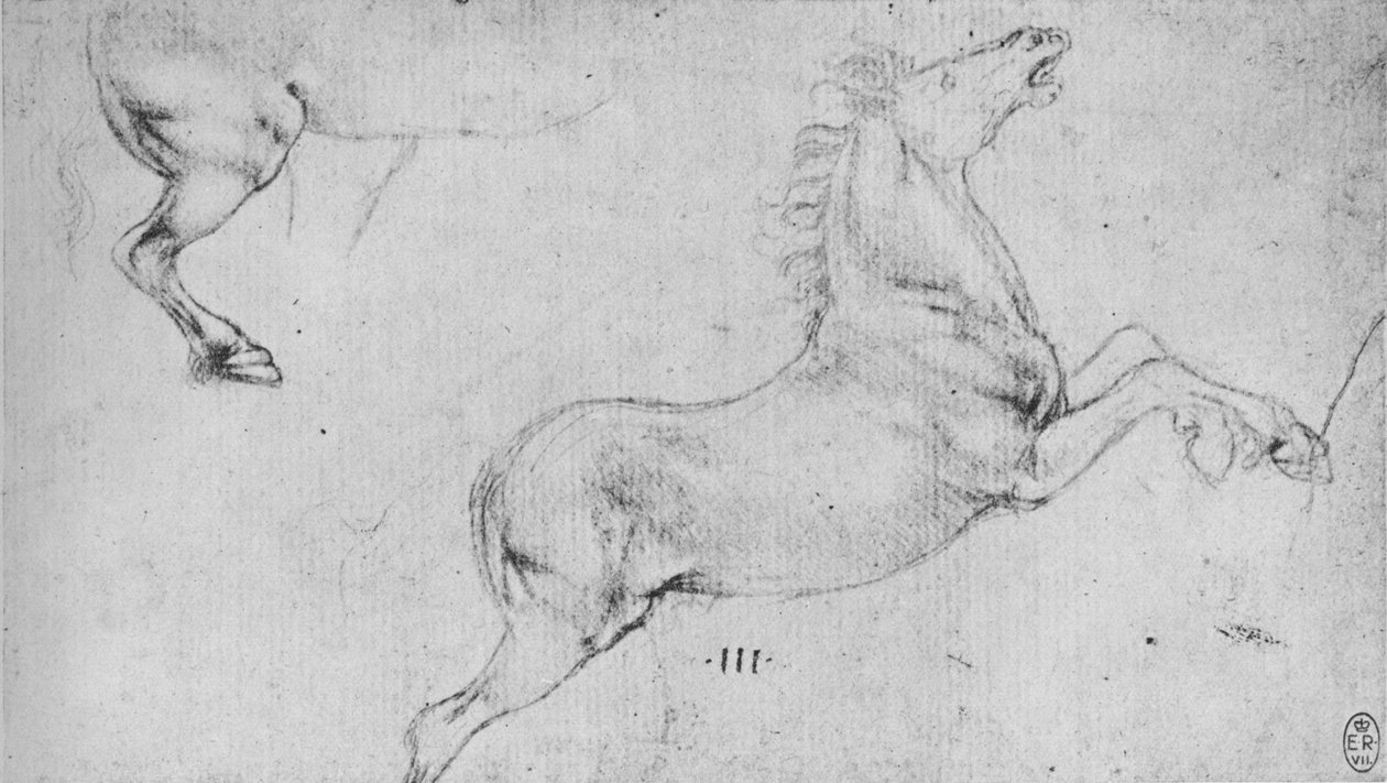 Studier af en opdrætshest og en hestes bagpart, c1480 1945 af Leonardo da Vinci