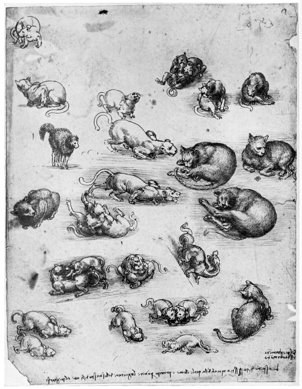Studier af katte, 1513-1515 1954 af Leonardo da Vinci