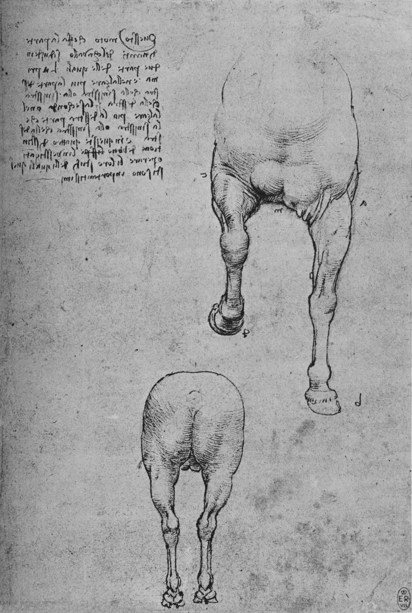 Studier af for- og bagkvarteret af en hest, c1480 1945 af Leonardo da Vinci