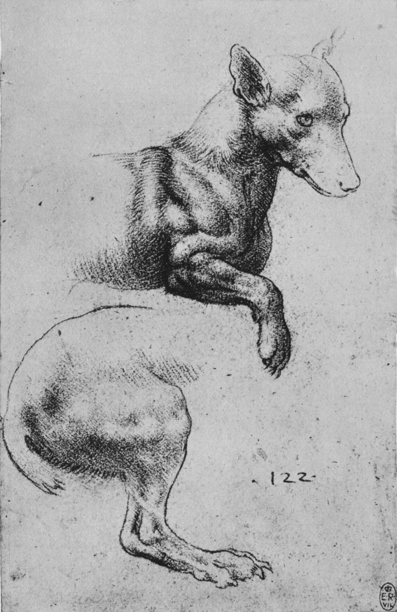 Studier af forparten og bagparten af en hund, c1480 1945 af Leonardo da Vinci