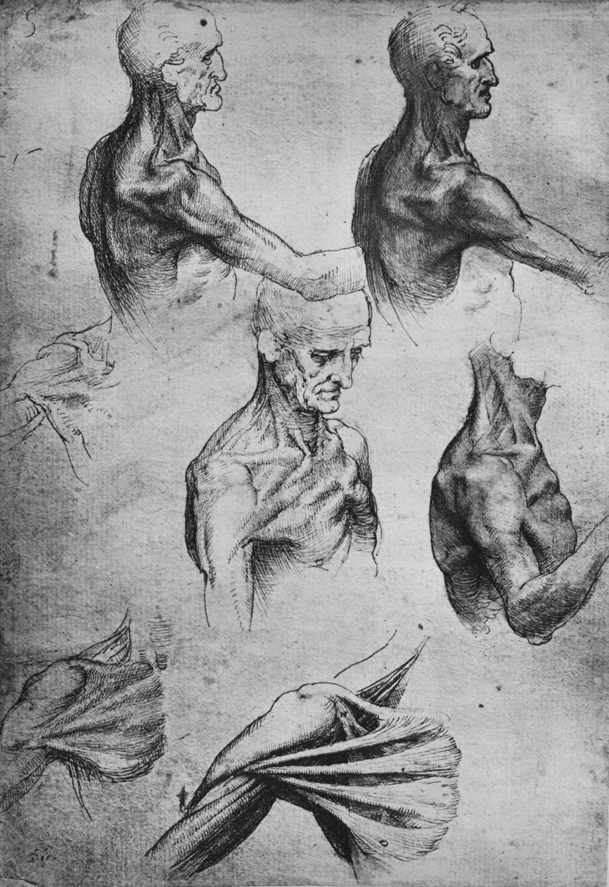 Studier af en mands hoved og skuldre, c1480 1945 af Leonardo da Vinci
