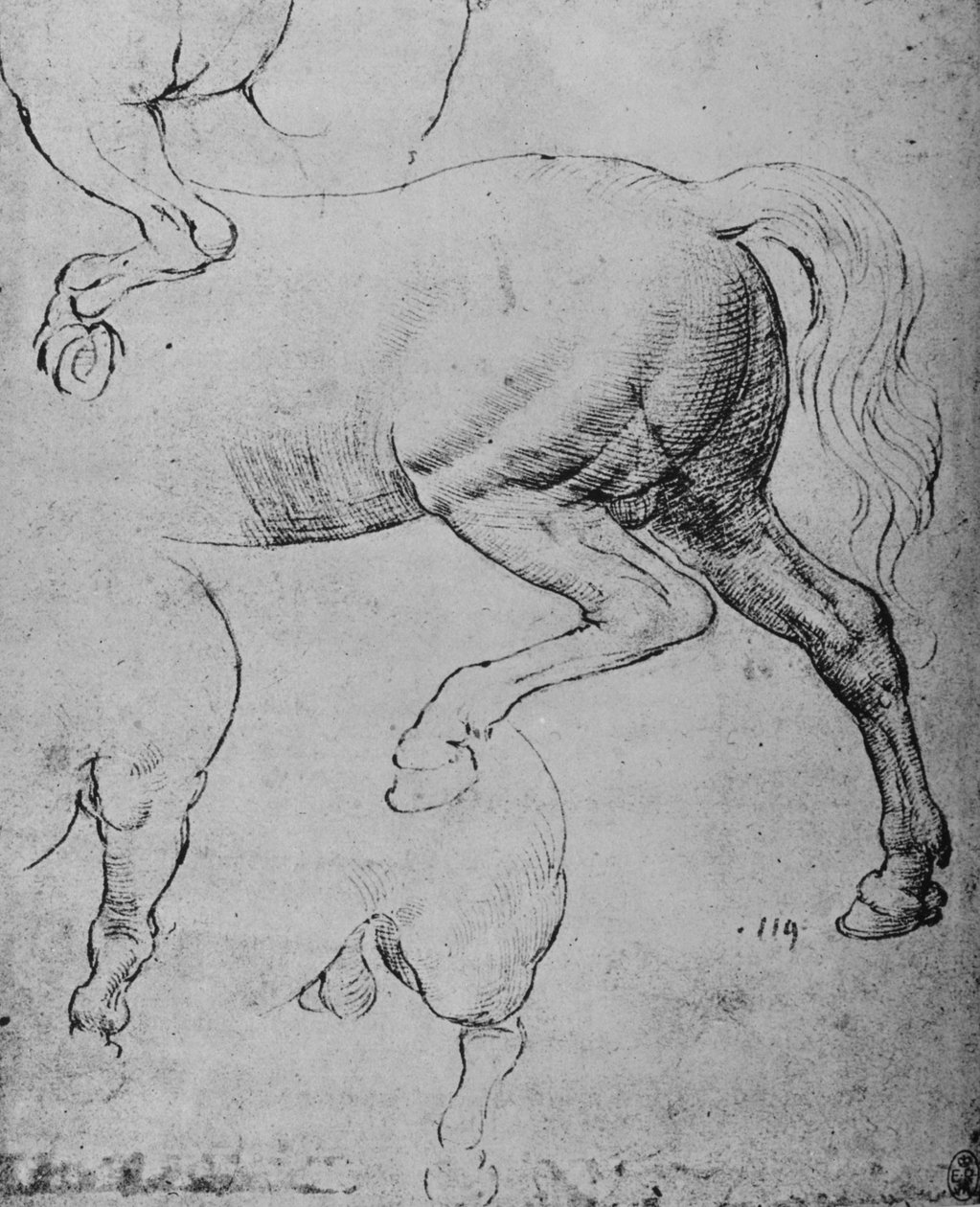 Studier af bagparten og af en hests bagben, c1480 1945 af Leonardo da Vinci
