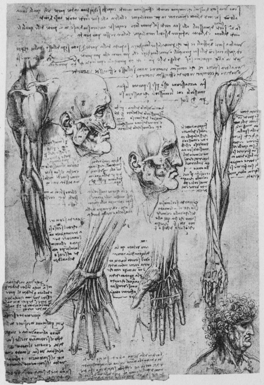 Studier af musklerne i ansigtet og armen, c1480 1945 af Leonardo da Vinci