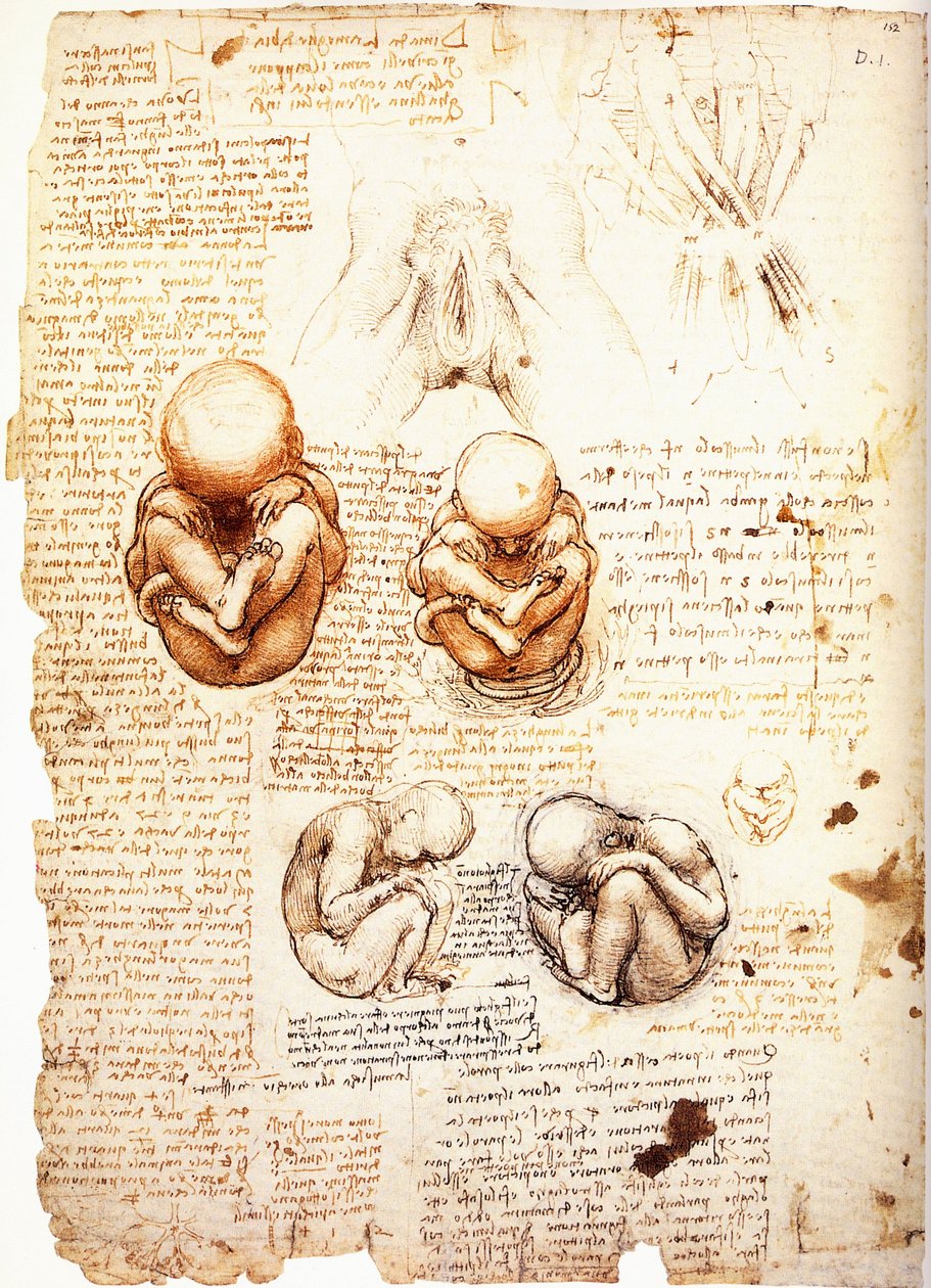 Studier af fosteret, som kunstneren enten forestiller sig det ud fra observationer ved kejsersnit eller fra et lig amp; strukturen i kønsorganerne og bækkenmusklerne hos kvinder/kvinder. af Leonardo da Vinci