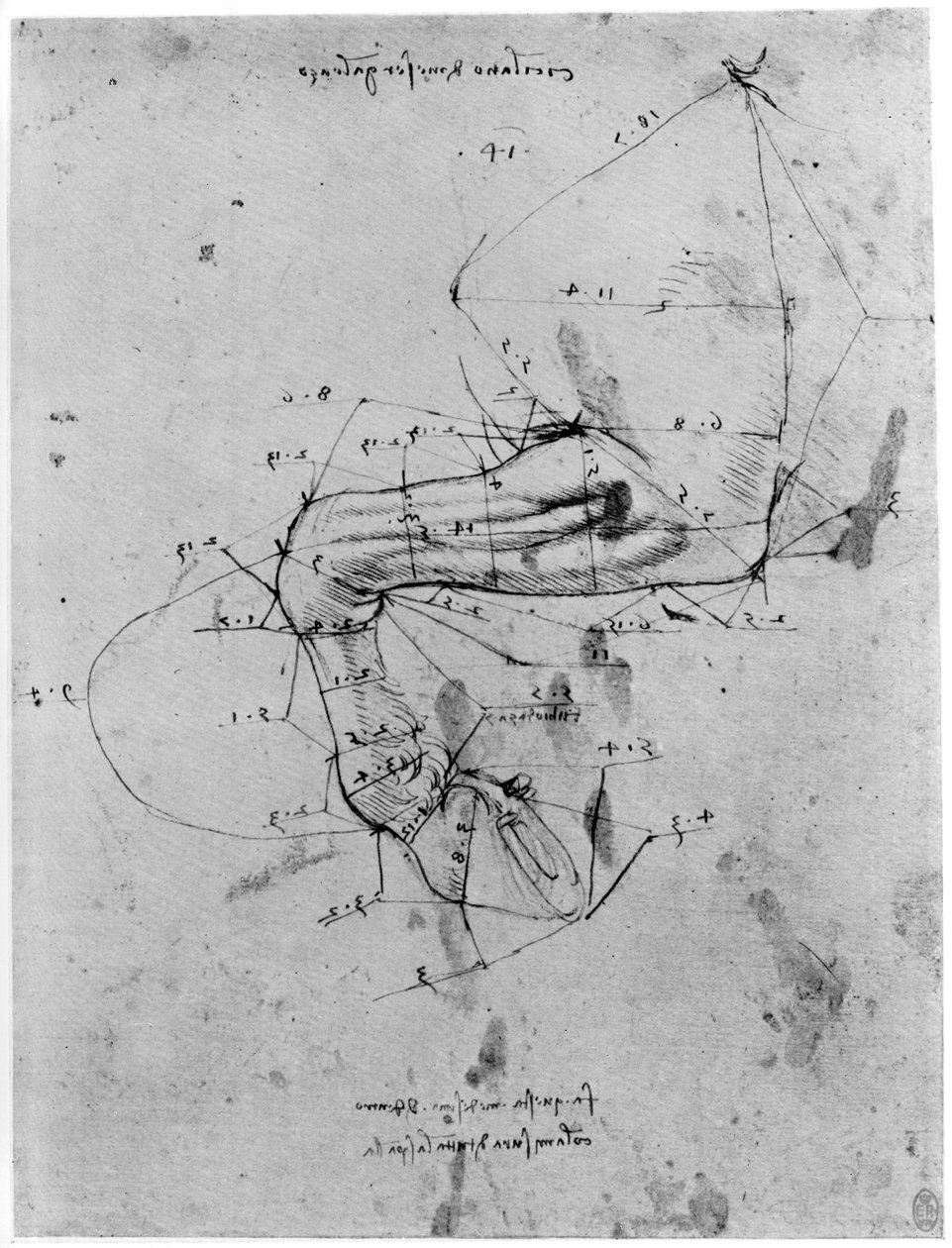 Undersøgelse i forhold til et hesteben, slutningen af det 15. eller begyndelsen af det 16. århundrede 1954. af Leonardo da Vinci