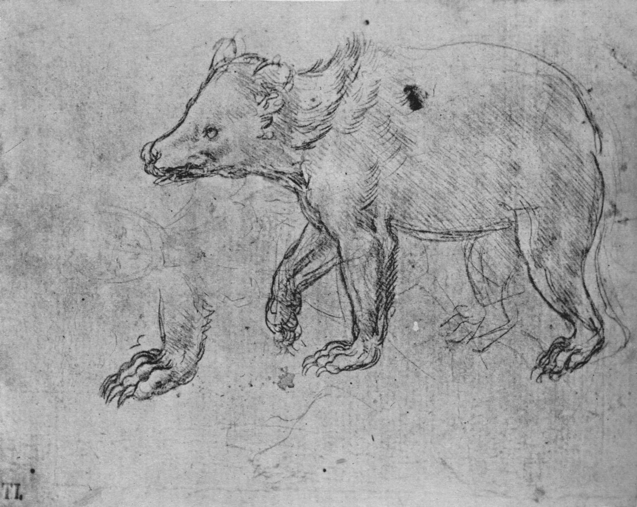 Study of a Bear, c1480 1945 af Leonardo da Vinci