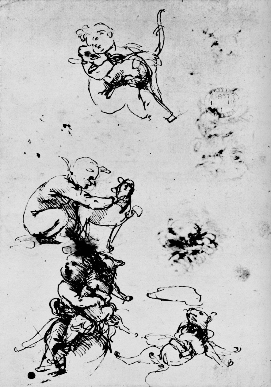 Studie af et barn med en kat, 1478-1481 1945 af Leonardo da Vinci