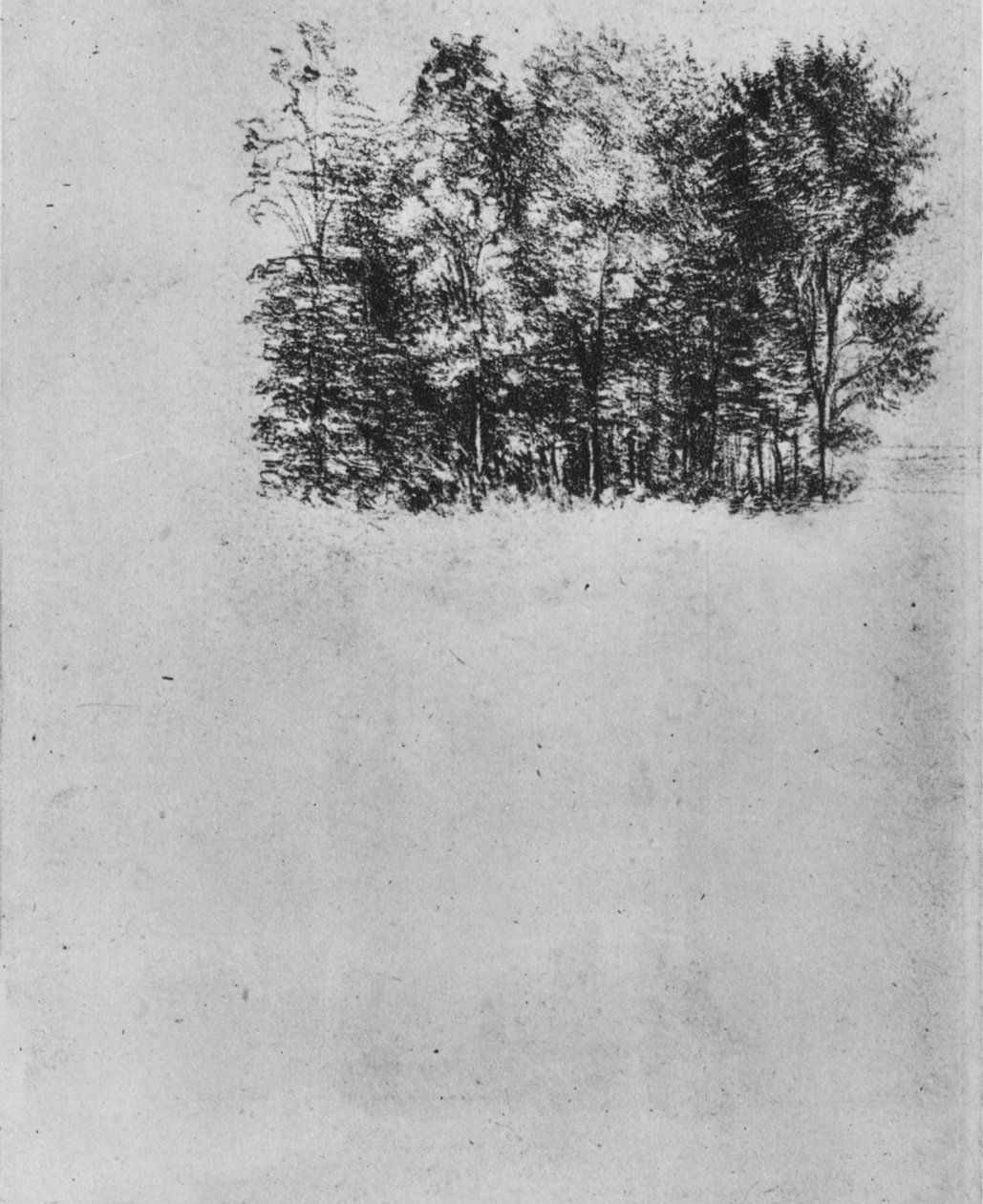 Study of a Coppice, c1480 1945 af Leonardo da Vinci