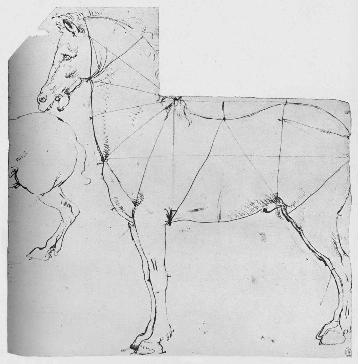 Studie af en hest markeret til måling, c1480 1945 af Leonardo da Vinci