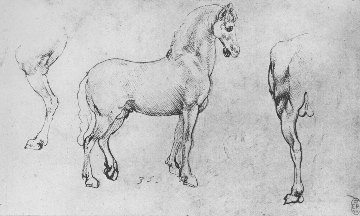 Studie af en hest, dens nærliggende bagben og dens bagpart, c1480 1945 af Leonardo da Vinci