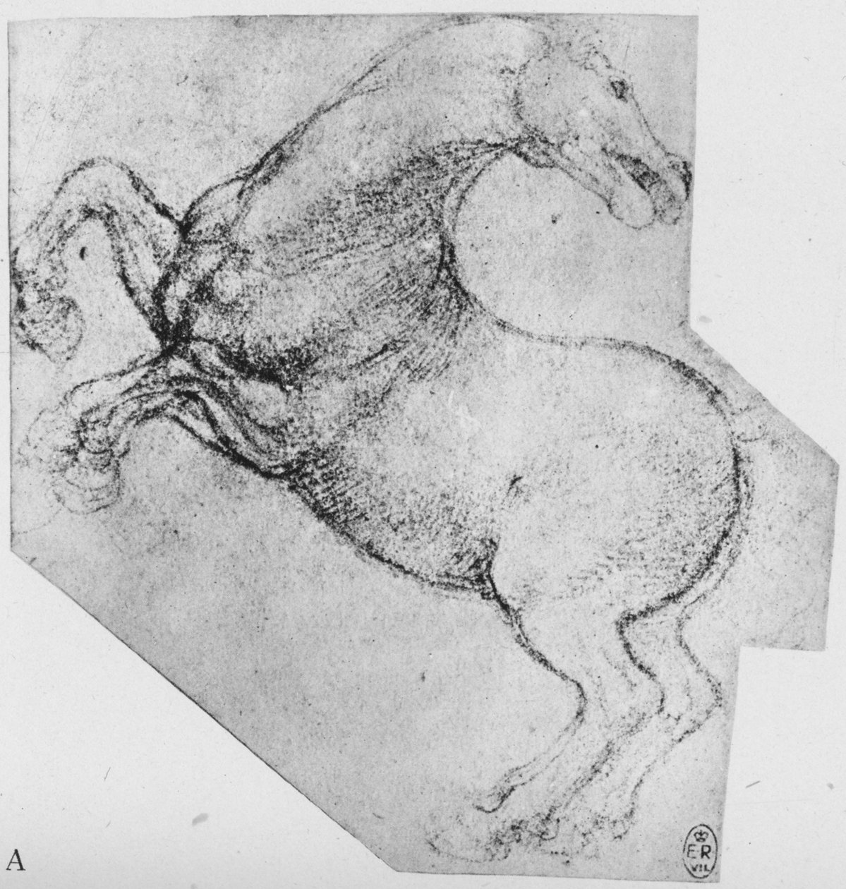 Studie af en opdrætshest, c1480 1945 af Leonardo da Vinci
