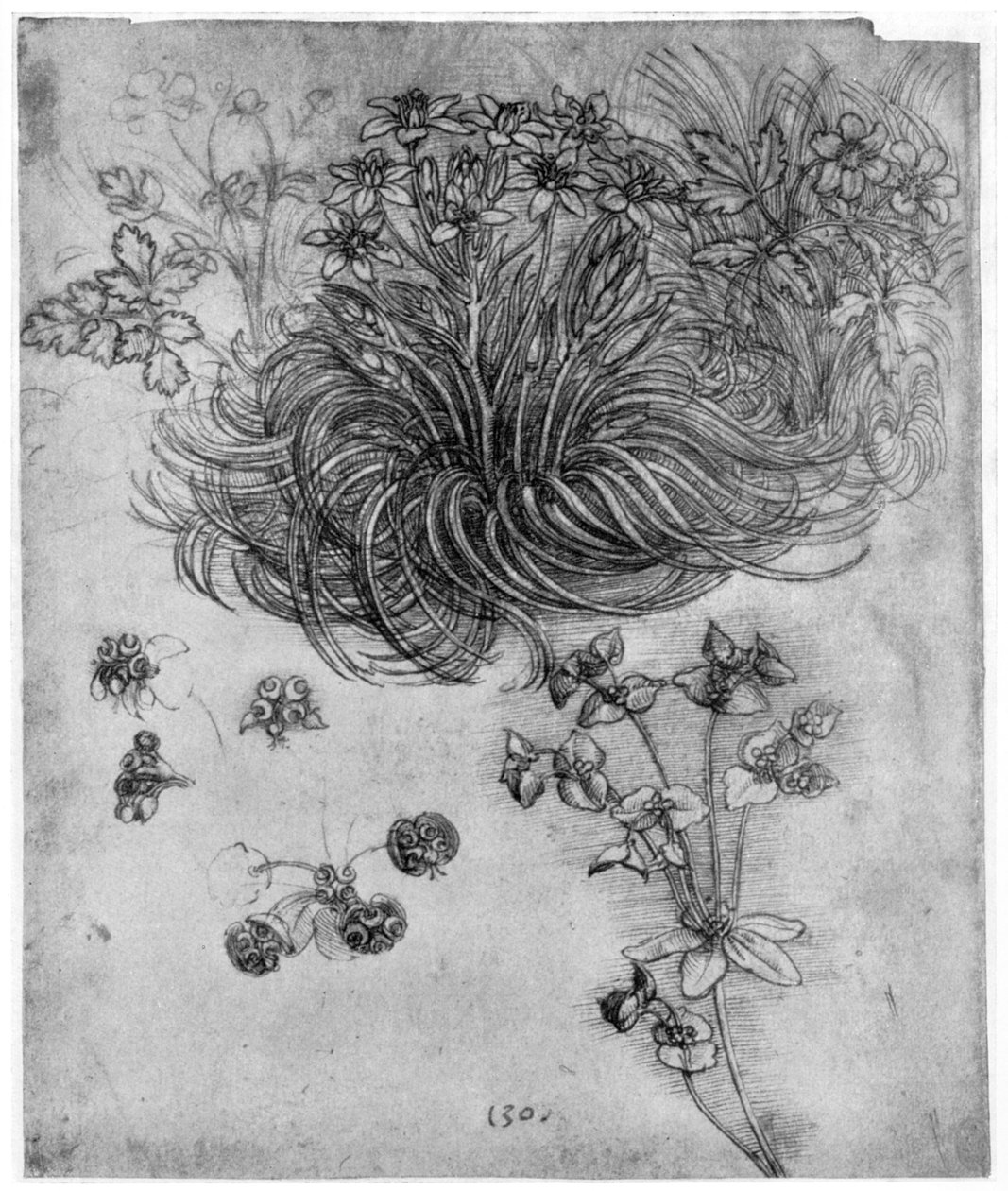 Undersøgelse af en Star of Bethlehem-plante, 1505-1507 1954 af Leonardo da Vinci