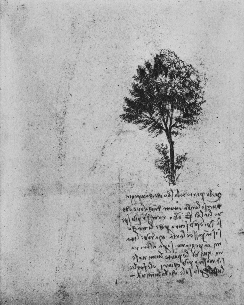 Studie af et træ, c1480 1945 af Leonardo da Vinci
