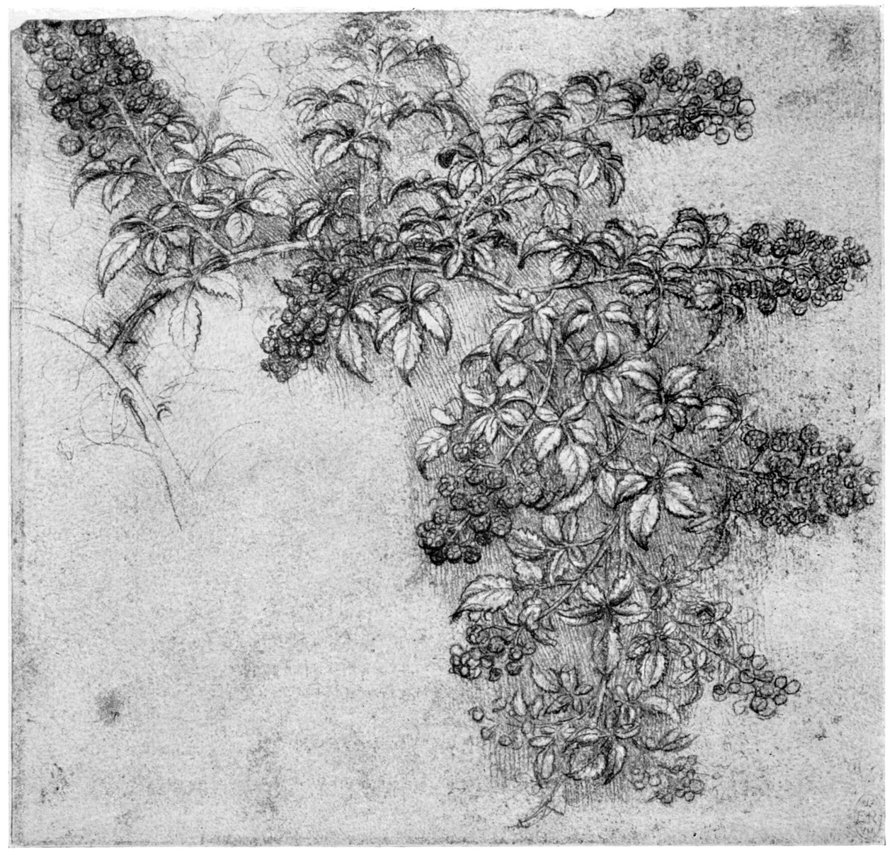 Undersøgelse af en brombærgren, slutningen af det 15. eller begyndelsen af det 16. århundrede 1954 af Leonardo da Vinci