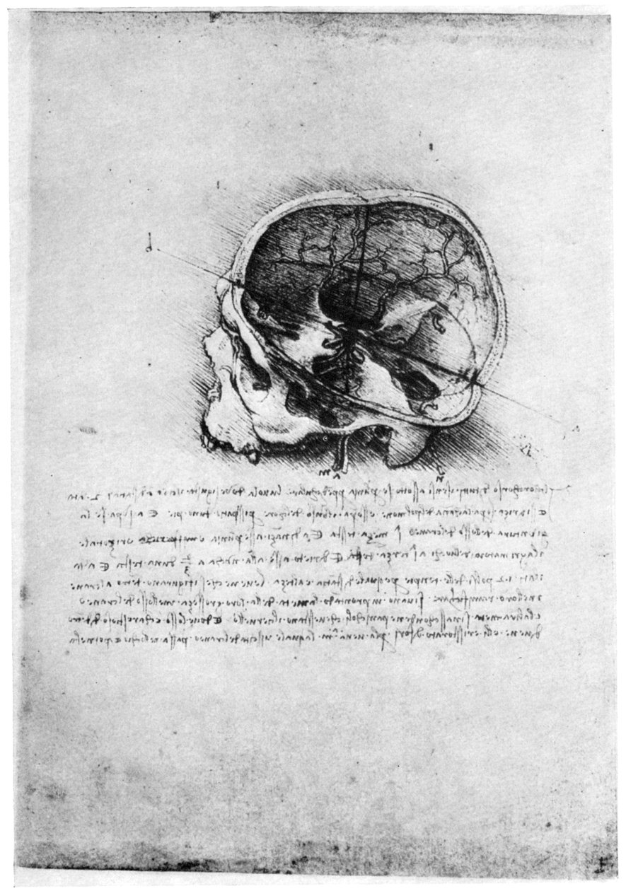 Undersøgelse af et menneskeskalle, slutningen af det 15. eller begyndelsen af det 16. århundrede 1954. af Leonardo da Vinci