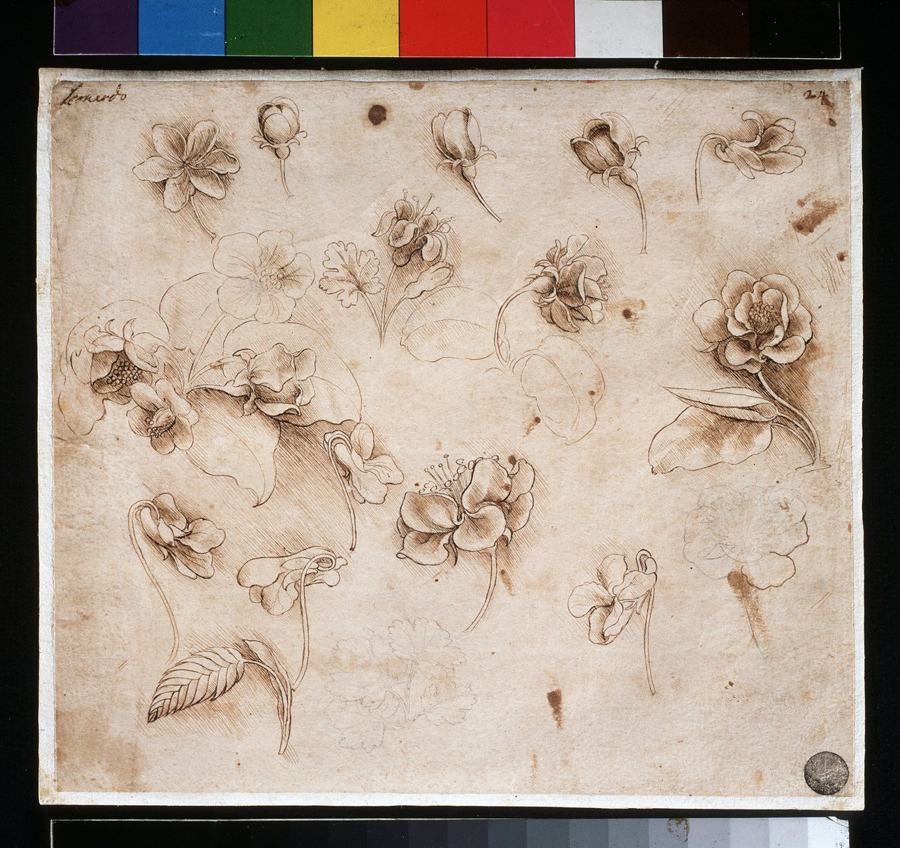 Studie af blomster - blæk på papir, ca. 1483 af Leonardo da Vinci