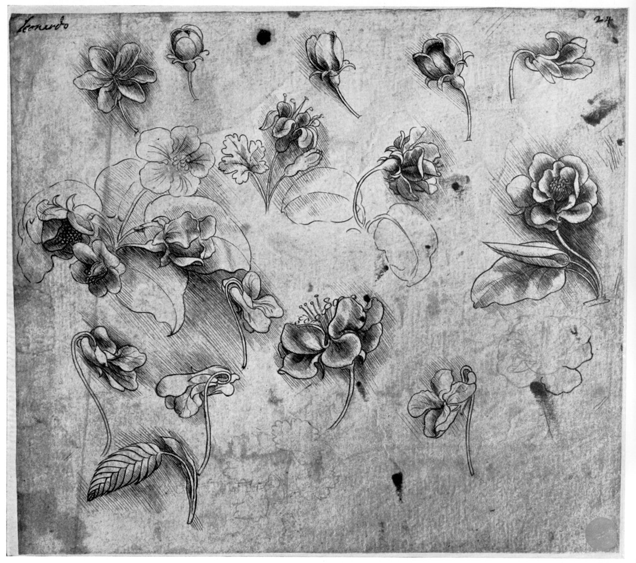 Studie af blomster, c1481-1483 1954. af Leonardo da Vinci