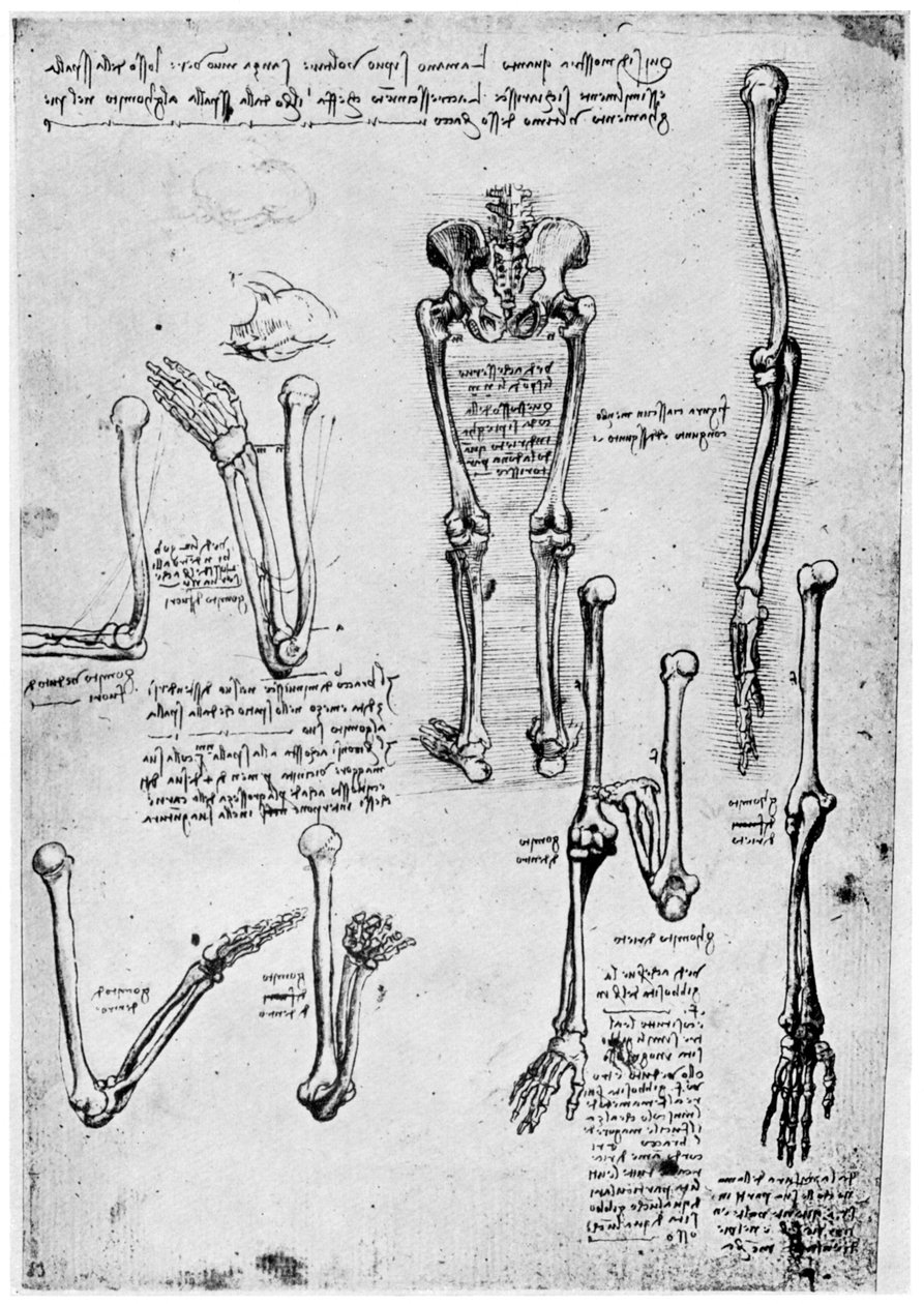 Undersøgelse af menneskelige knogler, slutningen af det 15. eller 16. århundrede 1954. af Leonardo da Vinci