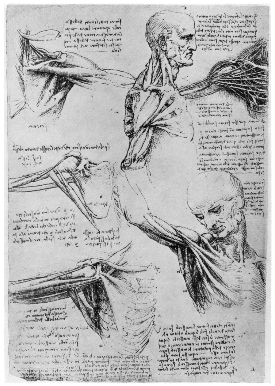 Studie af skulderled, 1510-1511 1954 af Leonardo da Vinci