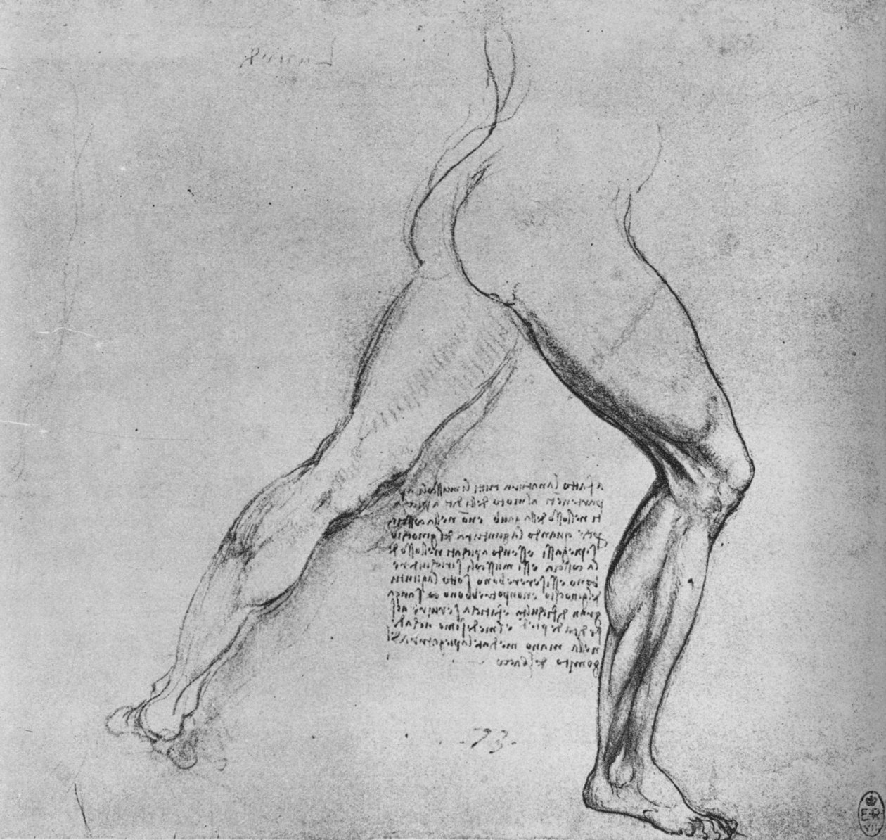 Studie af benene på en mand, der longerer til højre, c1480 1945 af Leonardo da Vinci