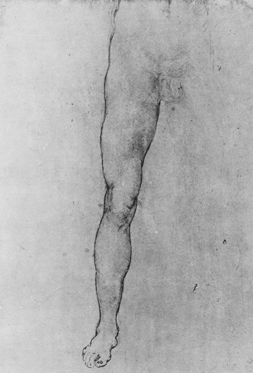 Studie af den nederste halvdel af en nøgen mand vendt mod fronten, c1480 1945 af Leonardo da Vinci
