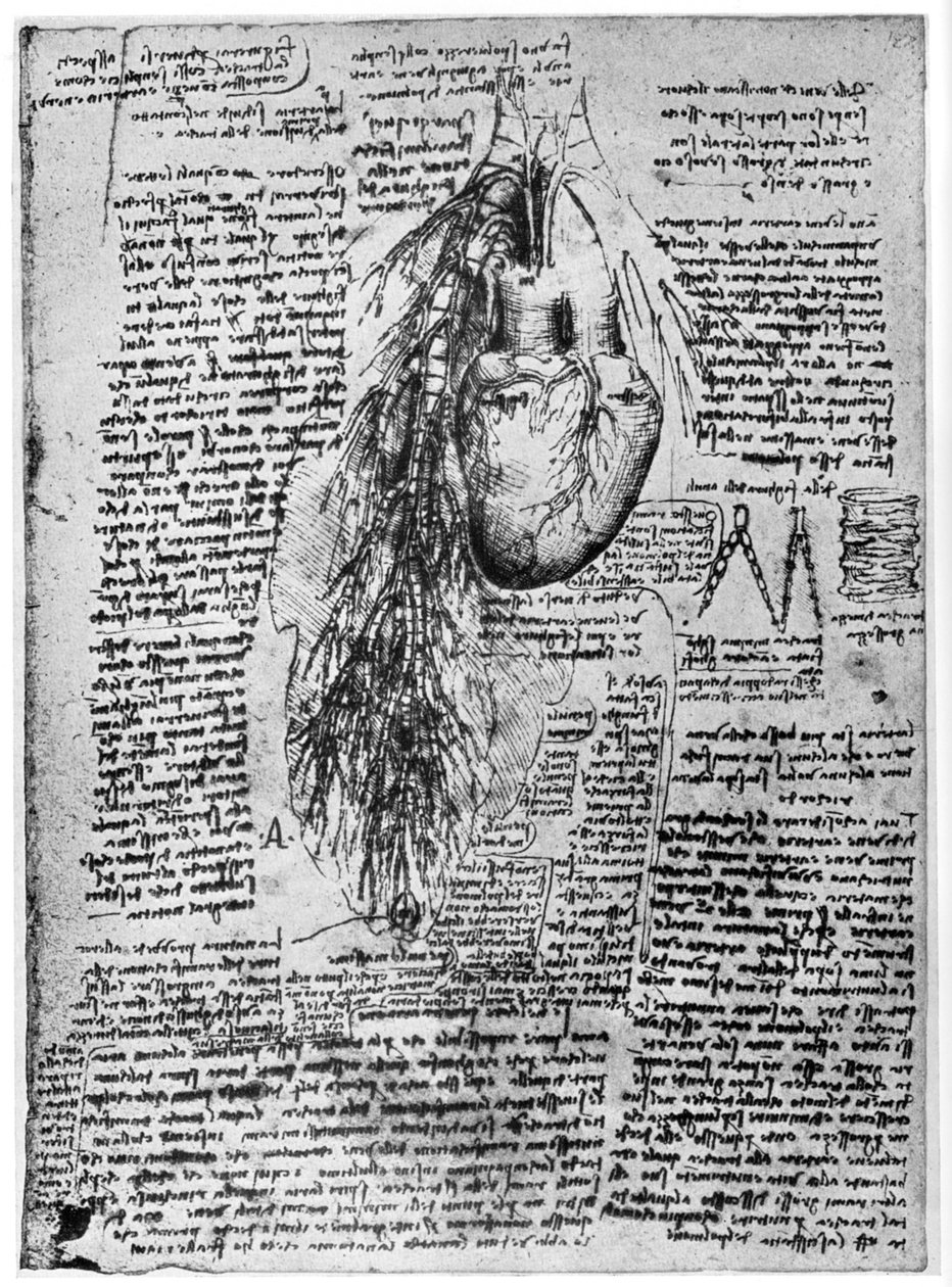 Undersøgelse af hjertet og bronkialarterierne, slutningen af det 15. eller begyndelsen af det 16. århundrede 1954 af Leonardo da Vinci