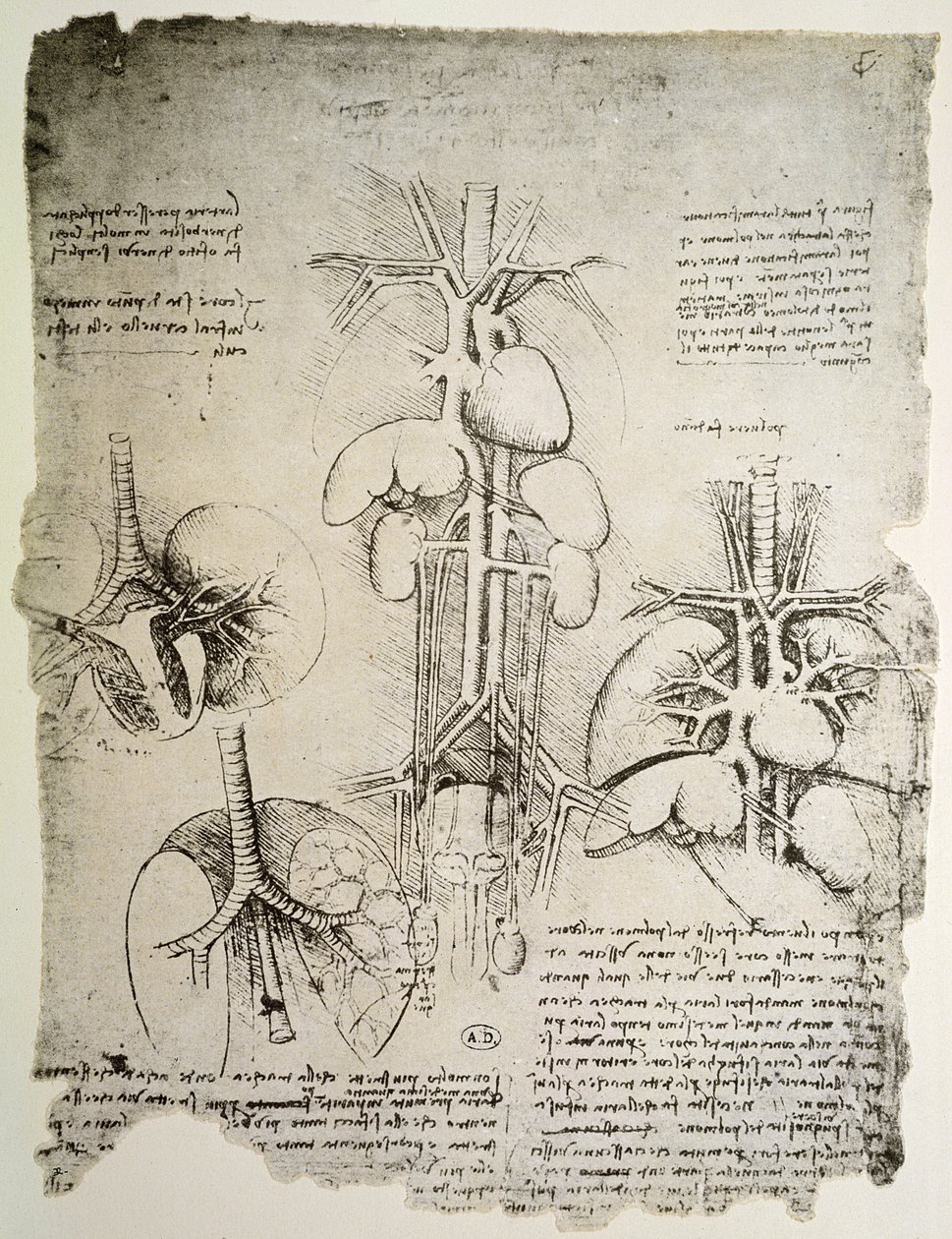 Hjertet og kredsløbet, faksimile af Windsor-bogen (pen og blæk på papir) af Leonardo da Vinci