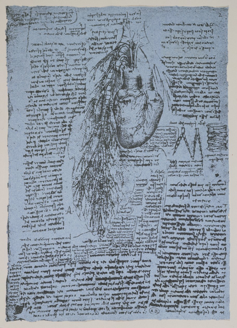 Hjertet og bronkialarterierne, faksimile af Windsor-bogen (pen og blæk på papir) af Leonardo da Vinci
