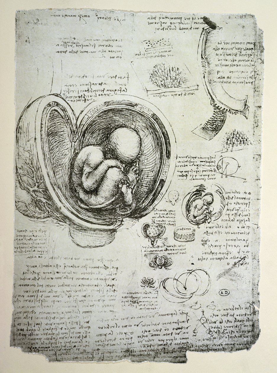 Det menneskelige foster i livmoderen, faksimilekopi af Leonardo da Vinci