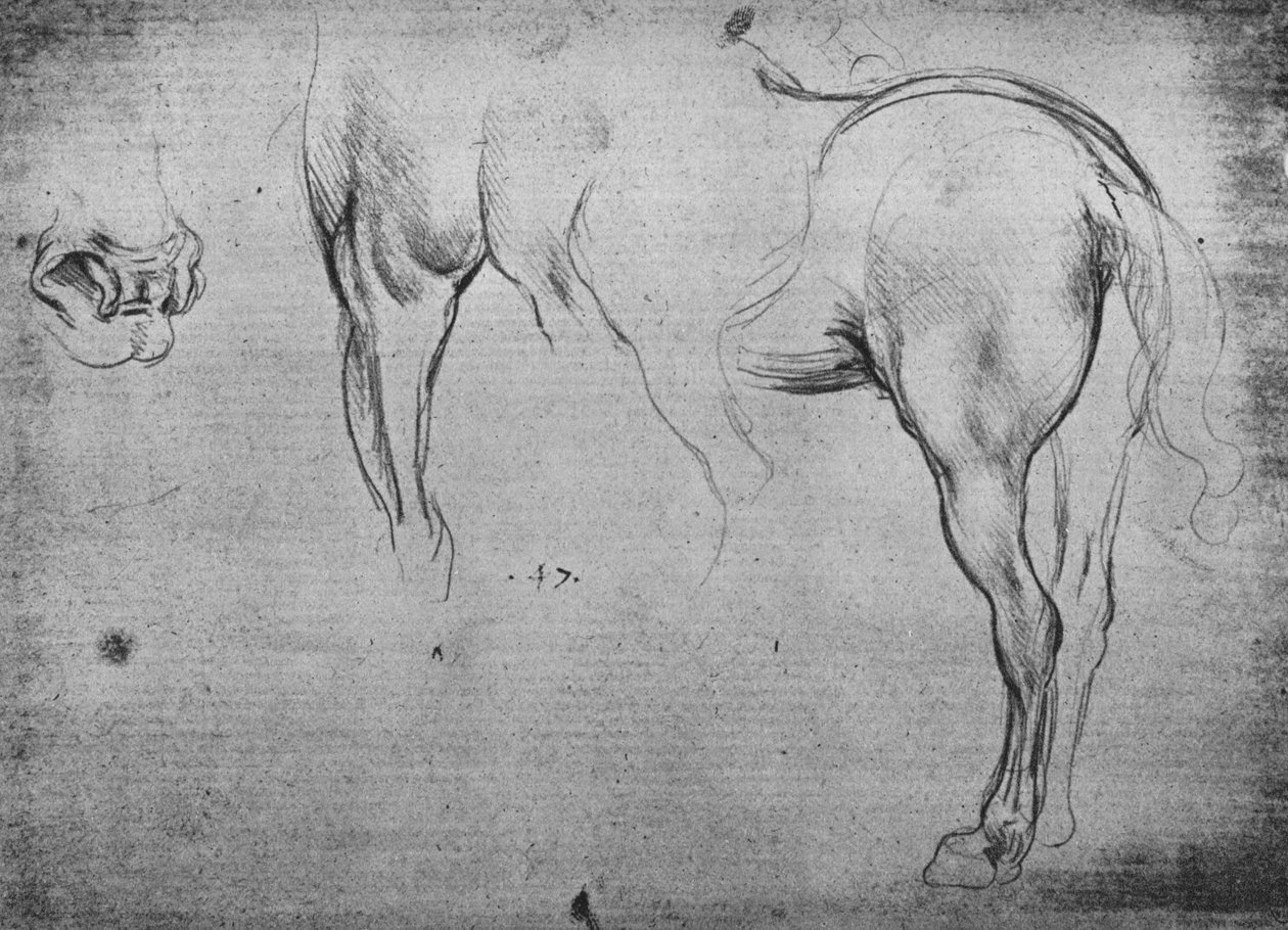 Tre skitser af en hests bagpart og et af dens næsebor, c1480 1945 af Leonardo da Vinci