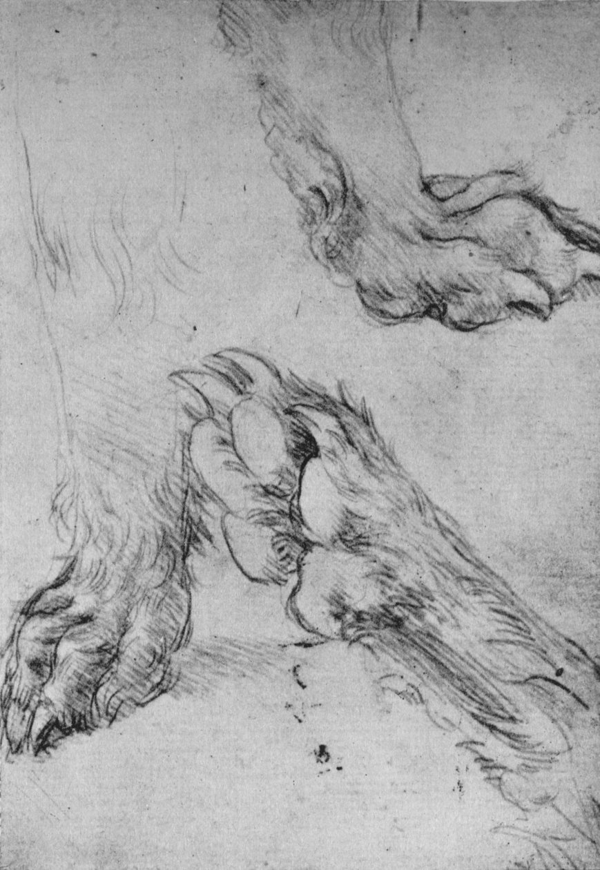 Tre studier af en hunds eller ulvs poter, c1480 1945 af Leonardo da Vinci