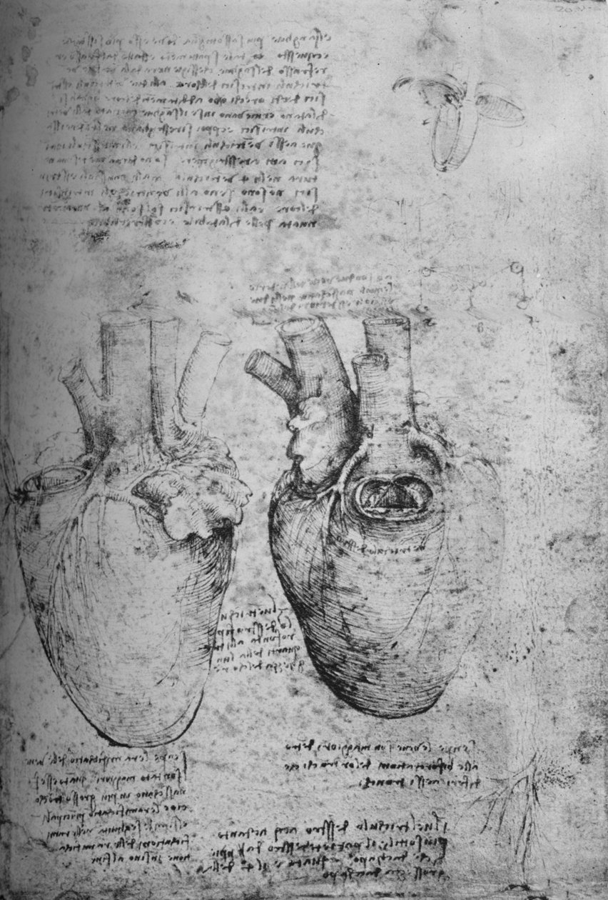 To tegninger af hjertet, c1480 1945 af Leonardo da Vinci