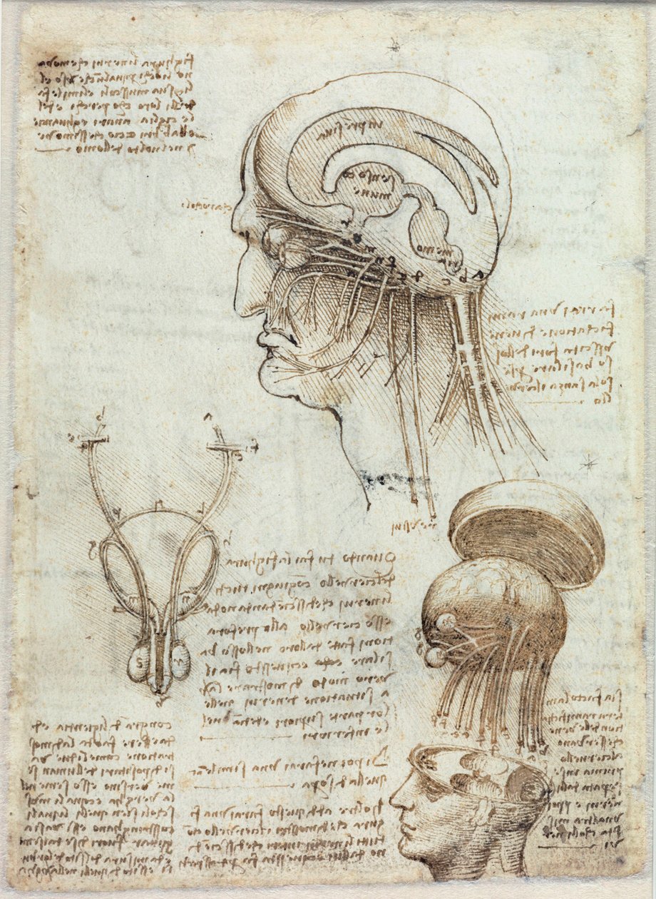 Ukendt billede af Leonardo da Vinci