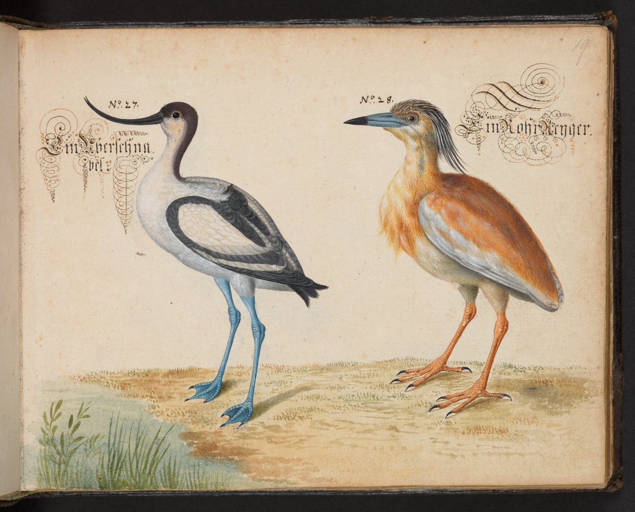 Tilføj 6485 f.19 Avocet og Squacco Heron af Leonhard Baldner