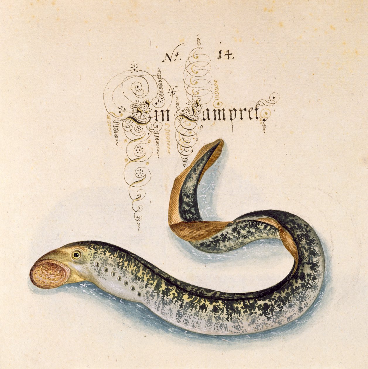 Tilføj 6485 f.50 Sølampret af Leonhard Baldner