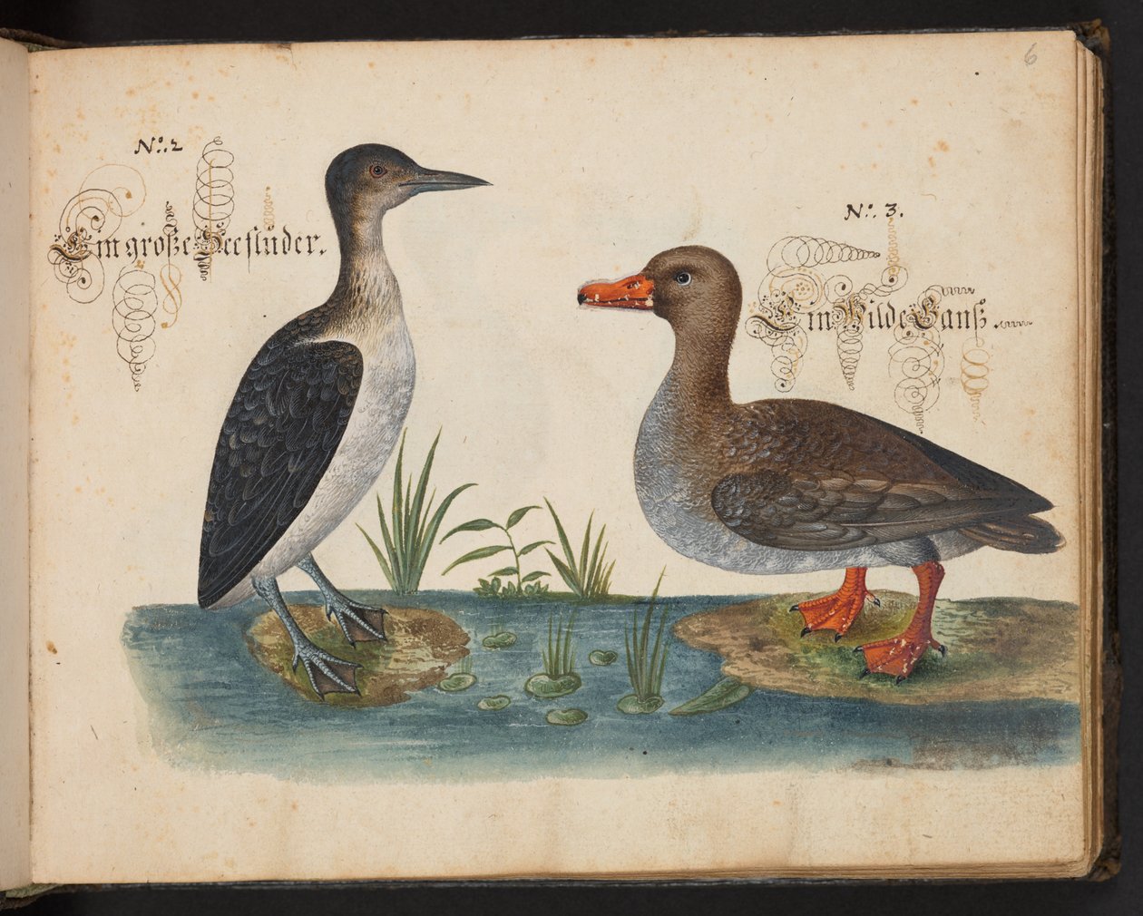 "En nøjagtig naturlig beskrivelse og afgrænsning af vandfuglene, fiskene, firfodede dyr, insekter og orme, som findes i vandet ved Strassburg [Strasbourg], som jeg selv skød og håndterede. Leonard Baldner, fisker og borger i Strassburg ", c af Leonhard Baldner