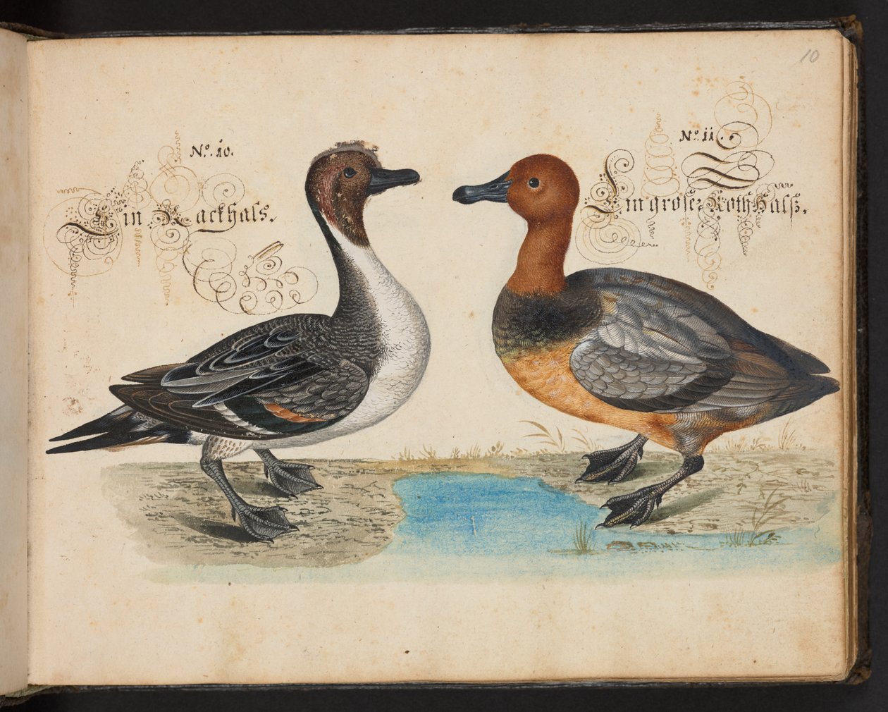 "En nøjagtig naturlig beskrivelse og afgrænsning af vandfuglene, fiskene, firfodede dyr, insekter og orme, som findes i vandet ved Strassburg [Strasbourg], som jeg selv skød og håndterede. Leonard Baldner, fisker og borger i Strassburg ", c af Leonhard Baldner