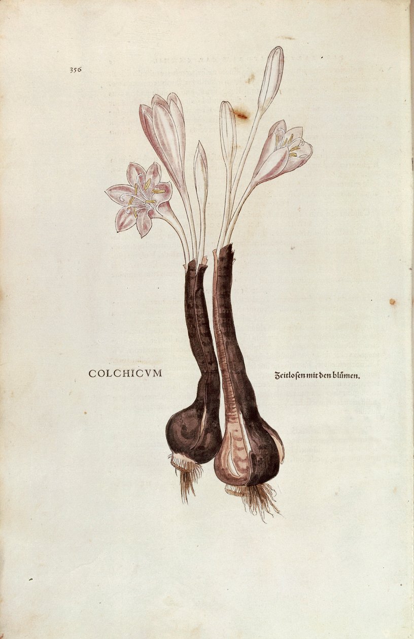 Autumn Crocus (Autumn Colchicum) af Leonhart Fuchs fra De historia stirpium commentarii insignes (Bemærkelsesværdige kommentarer til planternes historie), farvet gravering af Leonhard Fuchs