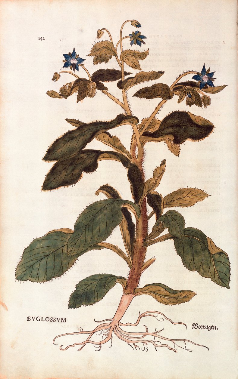 Borage - Borago officinalis (Buglossum) af Leonhart Fuchs fra De historia stirpium commentarii insignes (Notable Commentarars on the History of Plants), farvet gravering af Leonhard Fuchs