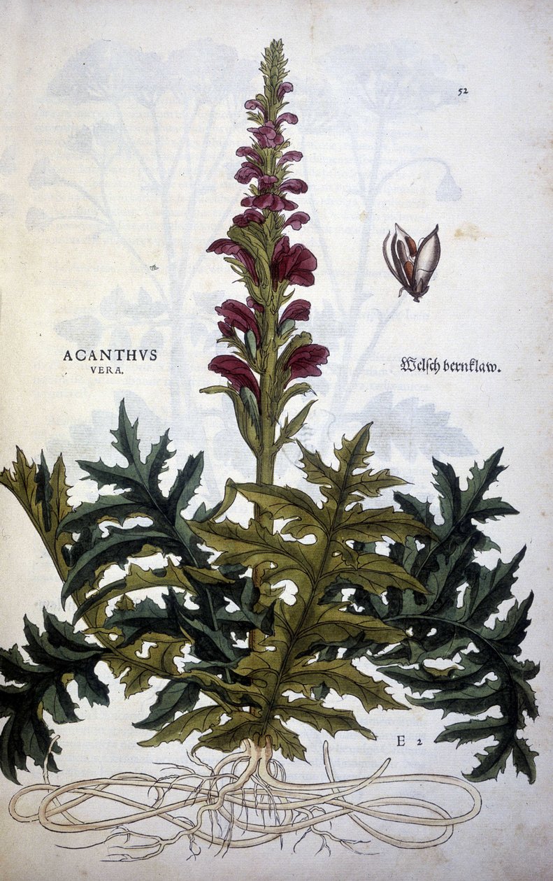 Botanisk plade: Acanthus eller Acanthus - i "The History of the Stirpium Commentaries" af Leonhart Fuchs af Leonhard Fuchs