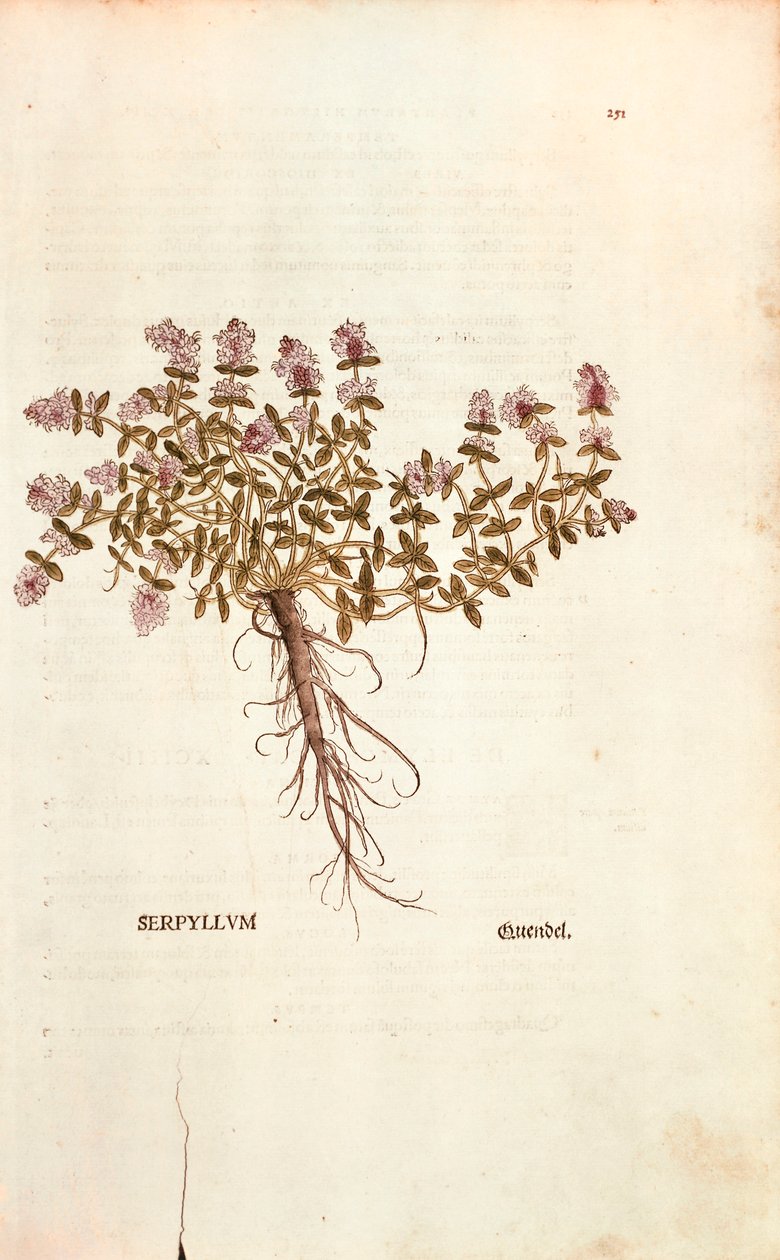 Breckland or Wild Thyme (Thymus serpyllum) af Leonhart Fuchs fra De historia stirpium commentarii insignes (Notable Commentarars on the History of Plants) farvet gravering af Leonhard Fuchs