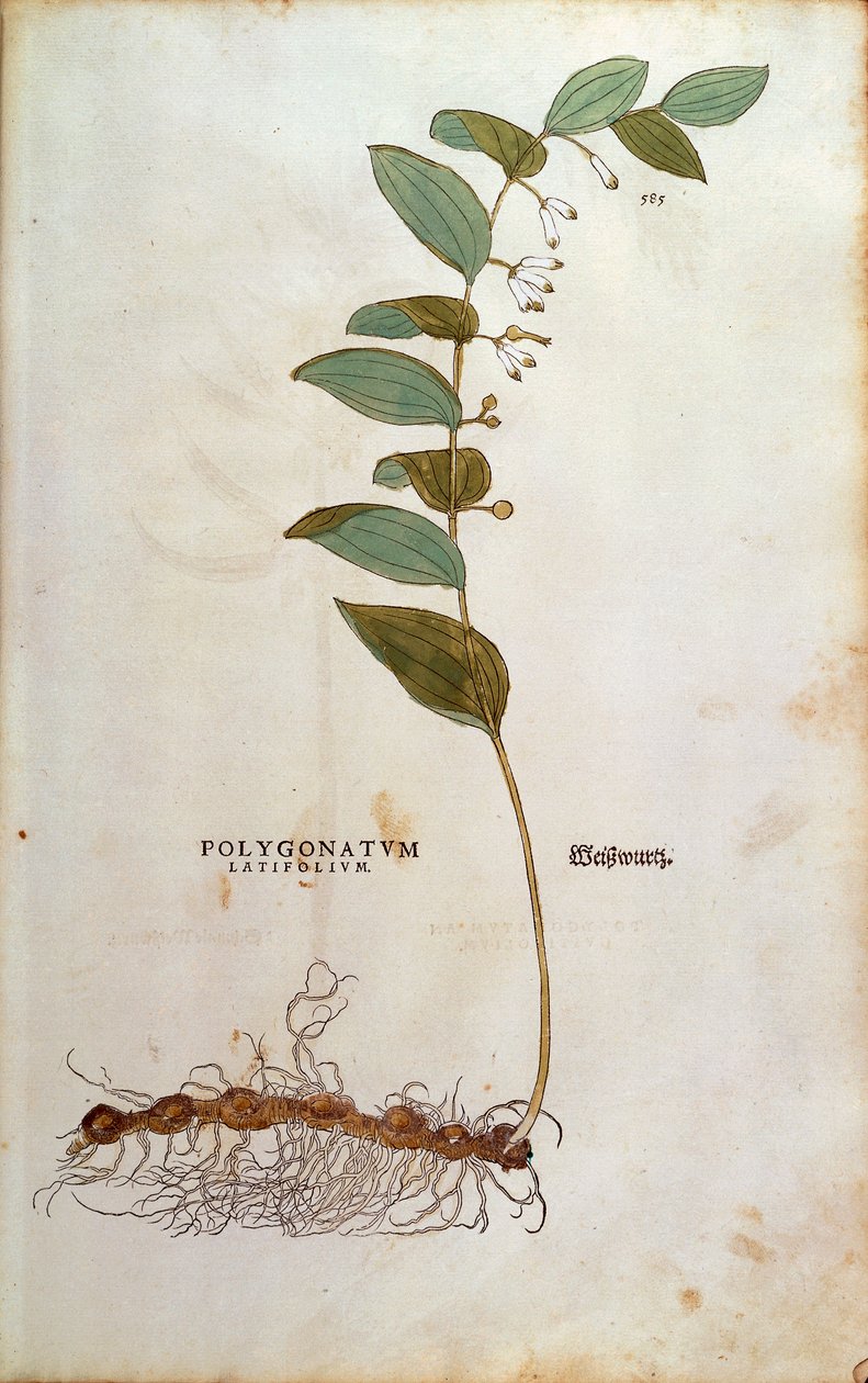 Salomons segl (Polygonatum latifolium) af Leonhart Fuchs fra De historia stirpium commentarii insignes (Notable Commentaries on the History of Plants) farvelagt gravering af Leonhard Fuchs