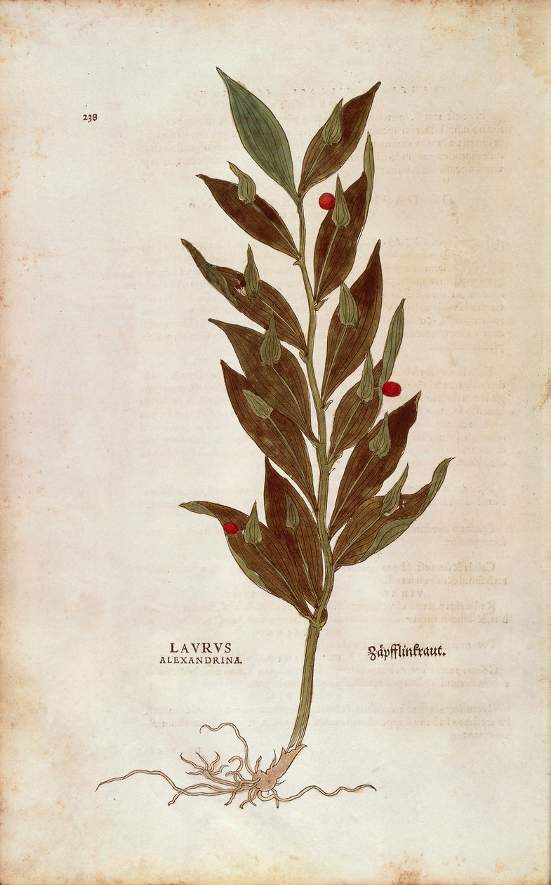 Slagterkost eller knækristtorn - Ruscus aculeatus (Laurus alexandrina) af Leonhart Fuchs fra De historia stirpium commentarii insignes (Notable Commentarars on the History of Plants) farvet gravering af Leonhard Fuchs
