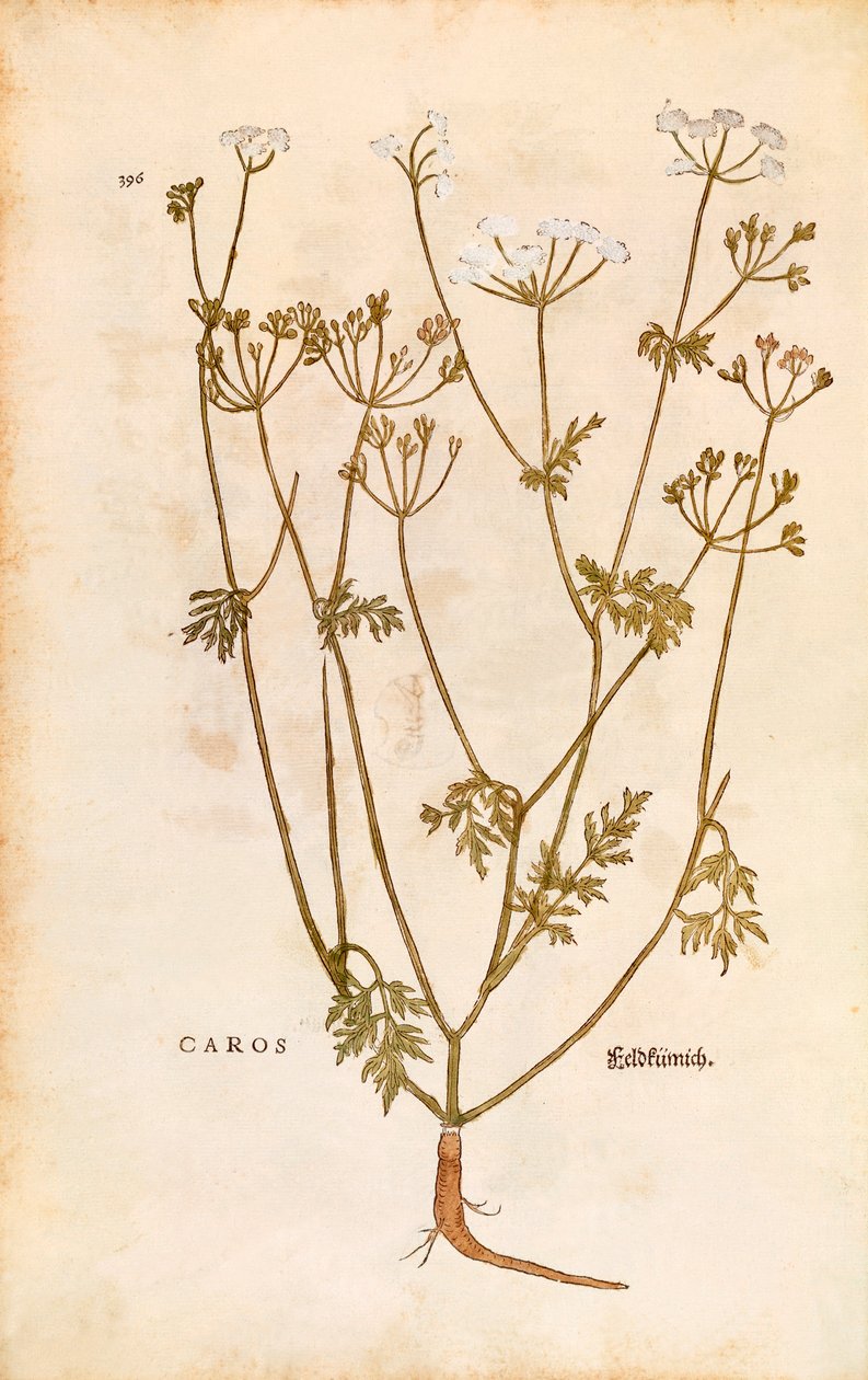 Kommen - Carum carvi (Caros) af Leonhart Fuchs fra De historia stirpium commentarii insignes (Notable Commentaries on the History of Plants) farvet gravering af Leonhard Fuchs