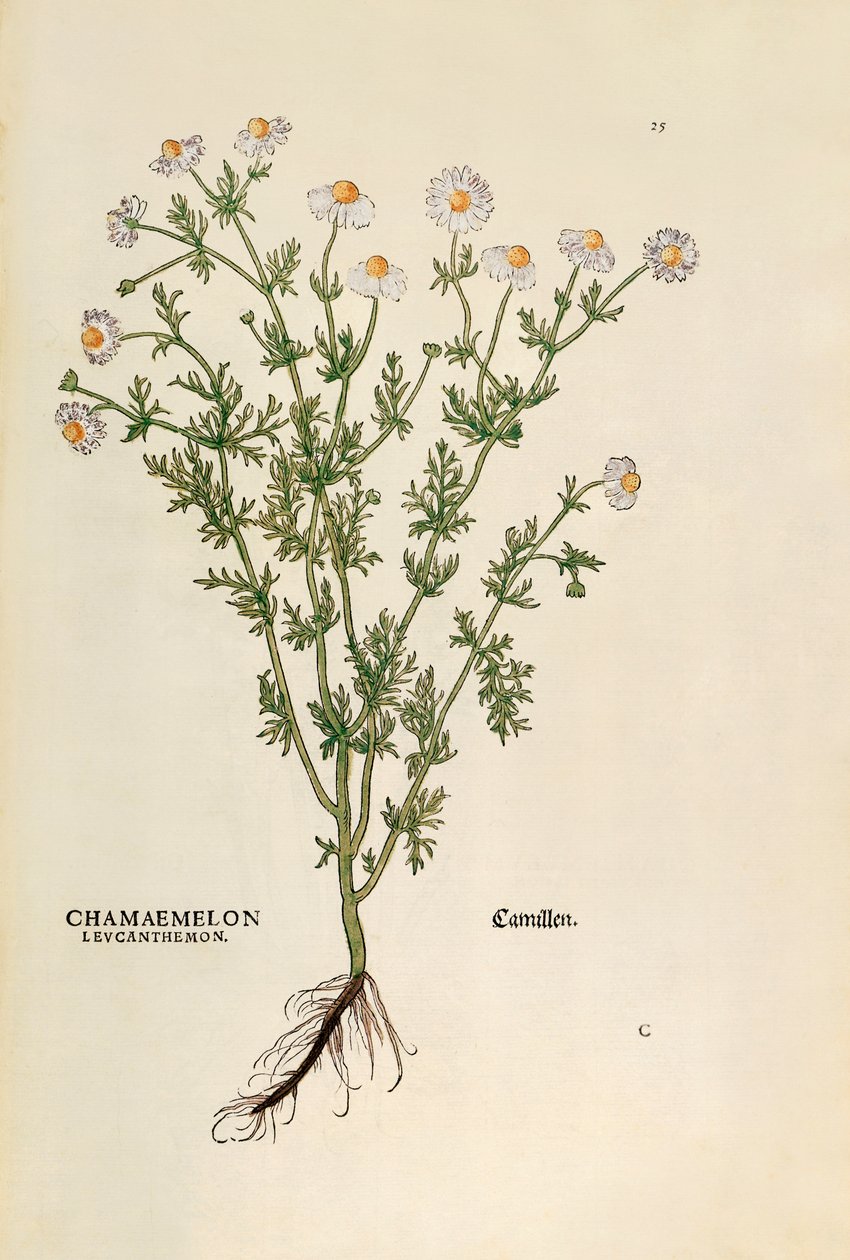 Kamille - Matricaria chamomilla (Chamaemelum leucanthemum) af Leonhart Fuchs fra De historia stirpium commentarii insignes (bemærkelsesværdige kommentarer til planternes historie), farvestik af Leonhard Fuchs