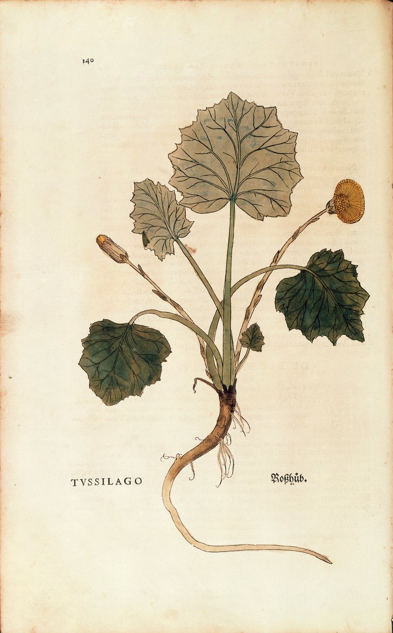 Følfod (Tussilago farfara) af Leonhart Fuchs fra De historia stirpium commentarii insignes (Notable Commentarars on the History of Plants), farvet gravering af Leonhard Fuchs