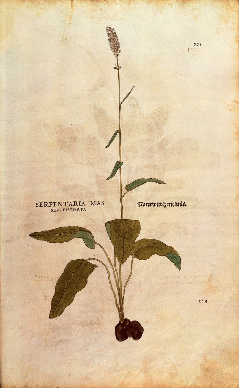 Almindelig Bistort - Persicaria bistorta eller Bistorta polygonum (Serpentaria mas seu bistorta) af Leonhart Fuchs fra De historia stirpium commentarii insignes (Notable Commentarars on the History of Plants) farvet gravering af Leonhard Fuchs